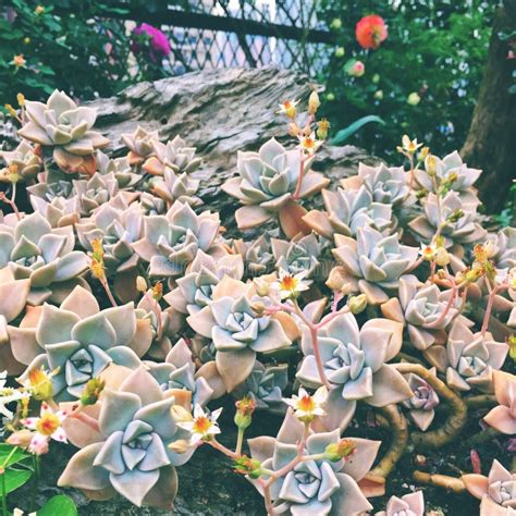 Alive And Dead Purple Flowers In Pot Stock Image Image Of Leaf Close