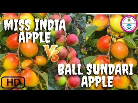 What Is The Difference Between Miss India Apple Ber And Ball Sundari