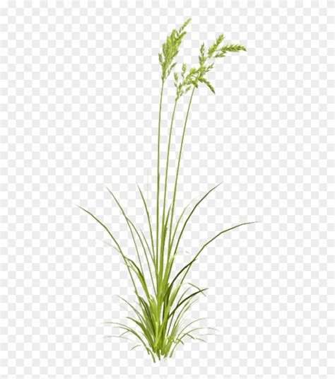 Download Free Png Download Sweet Grass Png Images Background