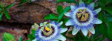 Pasiflora, planta medicinal relajante - canalSALUD