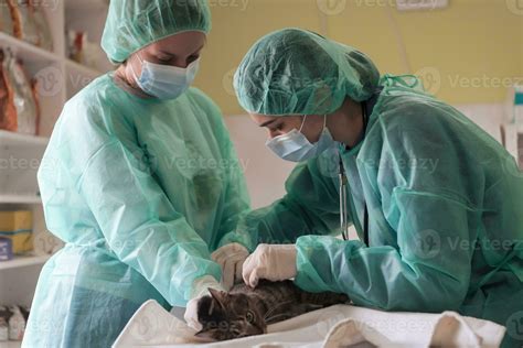 Veterinary Team For Treating Sick Cats Maintain Animal Health Concept