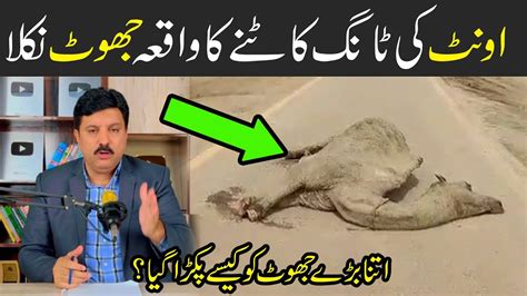 Camel Leg Cut Jhoot Nikla Unth Ki Tang Kat De Sach Kya Tha Sindh