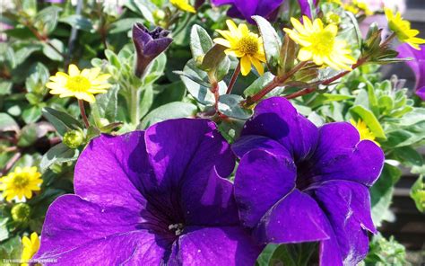 HD bloemen achtergronden