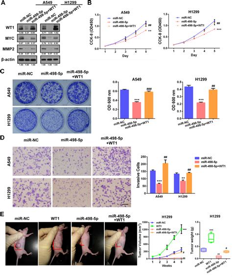 WT1 Mediates The Tumour Suppressing Effects Of MiR 498 5p In NSCLC A