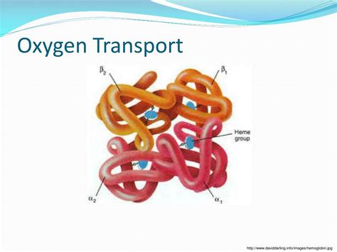 Ppt The Respiratory System Powerpoint Presentation Free Download