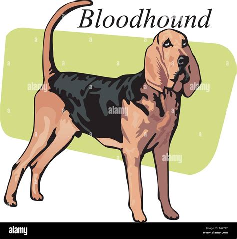 Bloodhound Vector Illustration Stock Vector Image And Art Alamy