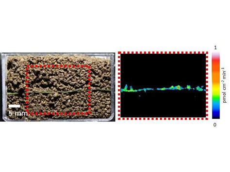 Studying soil microbes to better understand key steps in the carbon cycle