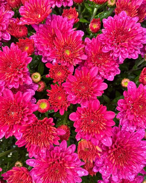 Sharon Nursery Maineville Oh