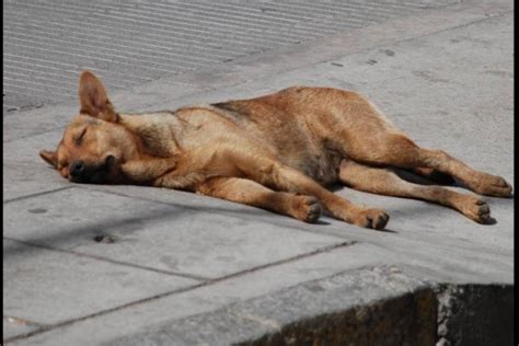 En Argentina Rebajarán Impuestos A Quienes Adopten Perros Callejeros