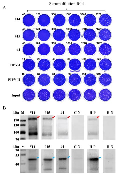 Virus Neutralization Test And Western Blotting Assay Of Cat Serum Download Scientific Diagram