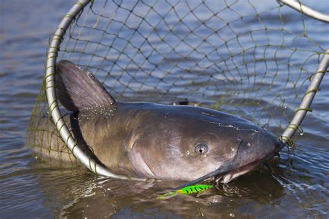 Tips for Catching Trophy Flathead Catfish