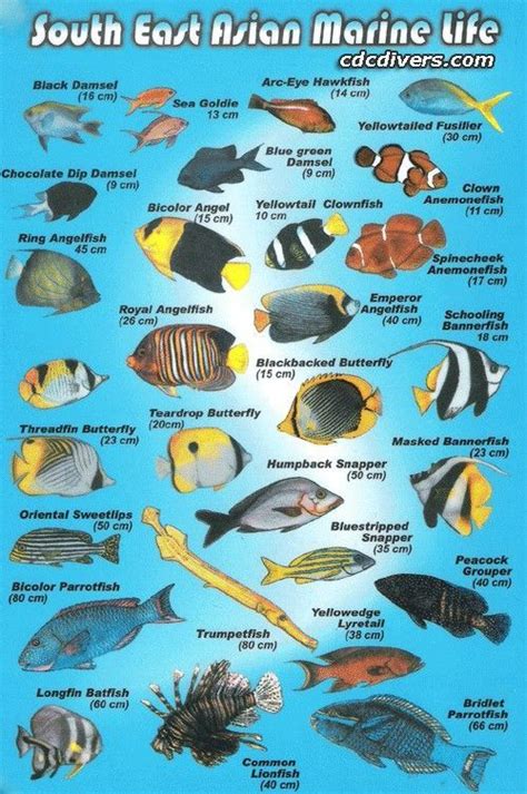 Pin By Alfred Richly On Salzwasserfische Marine Fish Saltwater