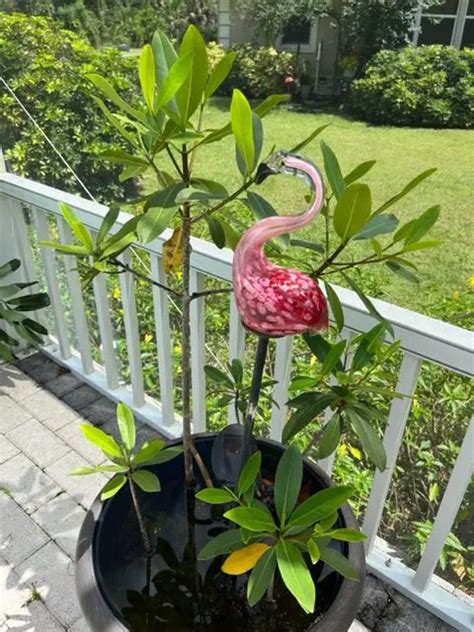 How To Grow Mangroves At Home Coastal Conservatory