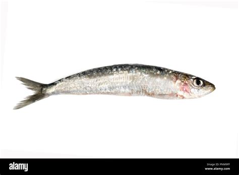 sardine isolated on white Stock Photo - Alamy