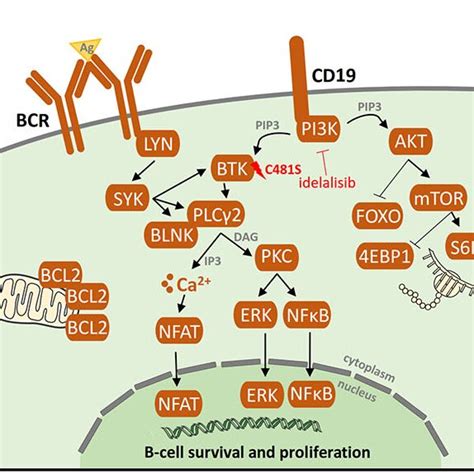 Resistance Associated BTK C481 Mutation And Possibilities Of Its