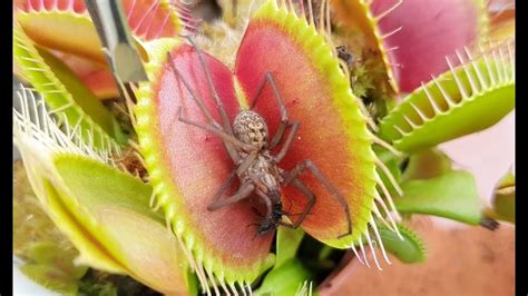 Feeding Giant Spider To Venus Flytrap Youtube