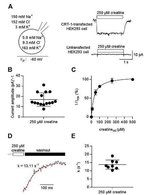 Cooperative Binding Of Substrate And Ions Drives Forward Cycling Of The Human Creatine