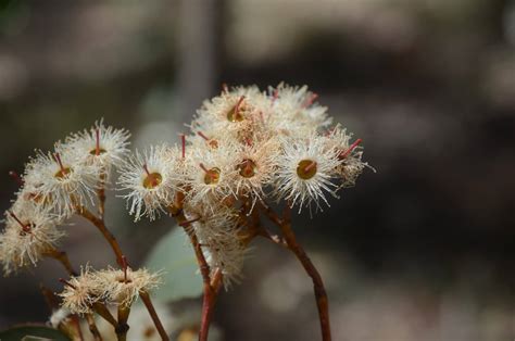 Eucalyptus Fibrosa”broad Leaved Ironbark” Paten Park Native Nursery