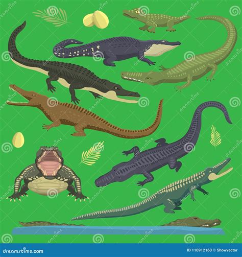 Crocodile Alligator Green Vector Reptile Illustration Of Wild Animals ...