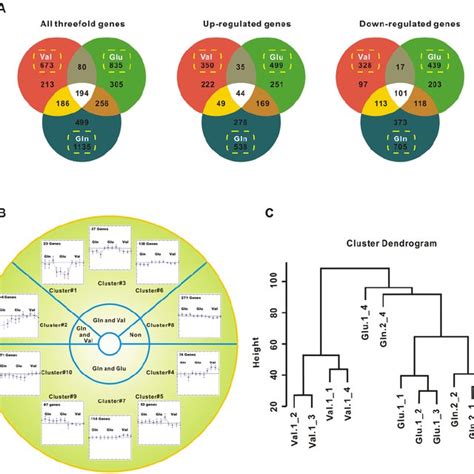 Amino Acid Responsive Genes A Venn Diagrams Showing The Overlap Of