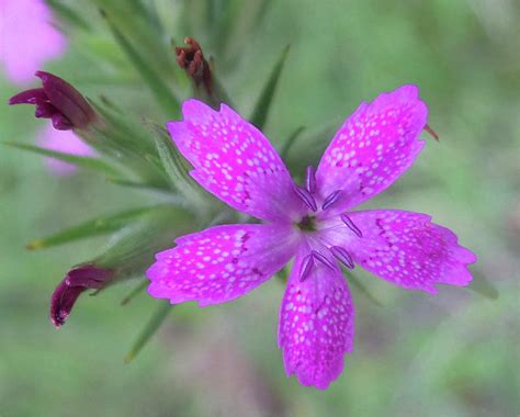 Pink Wildflower Bloom Photograph By Mike Breau Pixels