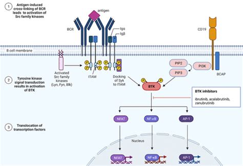 Vascular Impact Of Cancer Therapies The Case Of Btk Bruton Tyrosine