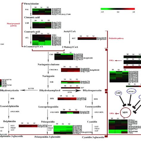 The Expression Levels Of The Genes Involved In Anthocyanin Biosynthesis