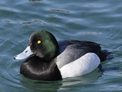 What Black and White Duck Has a Green Head and a Blue Bill and Winters in Lake Ontario Near ...