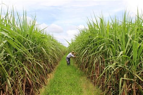 Les inquiétudes de la filière canne sucre rhum sintensifient