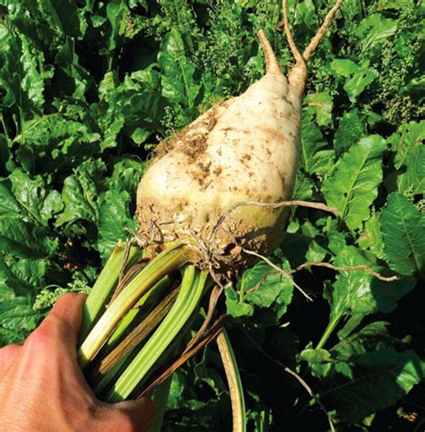 Our Varieties From Seed To Sugarbeet Sesvanderhave