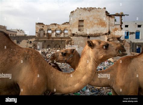 Camels In Berbera Somaliland Northern Somalia Stock Photo Alamy