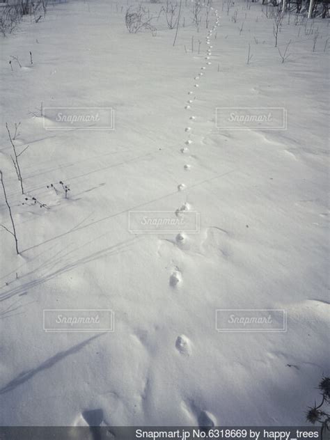 雪の上についた動物の足跡の写真・画像素材 6318669 Snapmart（スナップマート）