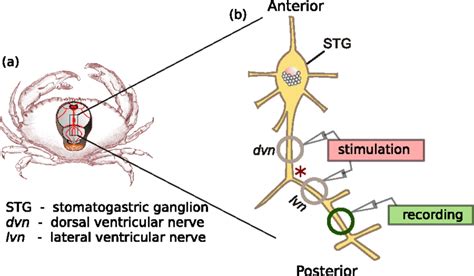 The Stomatogastric Nervous System STNS Of The Crab C Borealis A