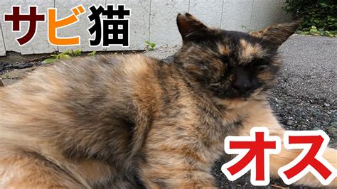 超希少 サビ猫のオスちゃんです 首が無い位まるまるです Straycats サビ三毛猫 Rust Cat Male Youtube