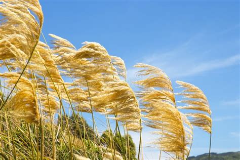 Pampas Grass Blowing In The Wind Against A Blue Sky Stock Photo Image