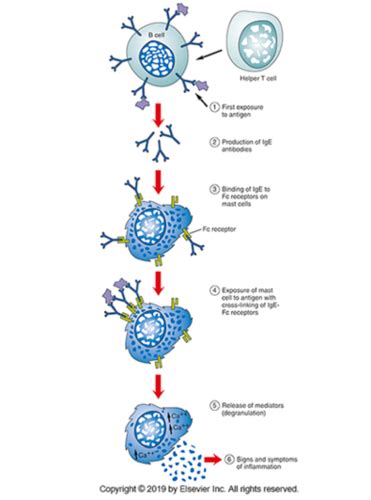 Pathophysiology Alterations In Immune Function Flashcards Quizlet