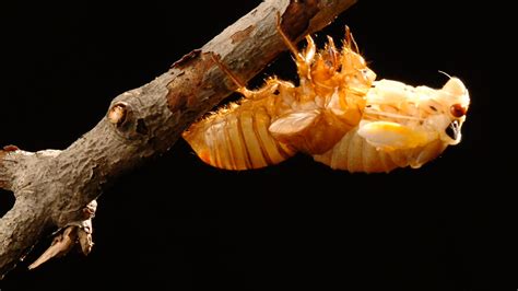 Invading Cicadas May Turn Into Sex Crazed Zombies This Summer