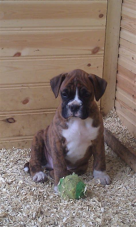 Boxer Puppies Through Pregnancy And Beyond 9 Becomes 2 And New Names