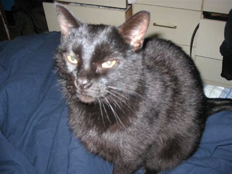 Shes A Skeptical Cat Rcats