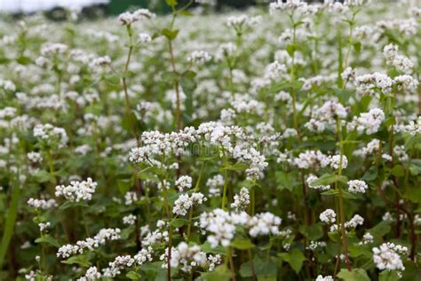 White Buckwheat Flowers During Flowering Stock Photo Image Of Nature