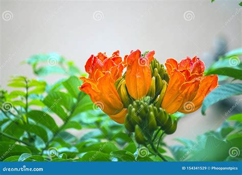 Spathodea flower in garden stock image. Image of leaves - 154341529