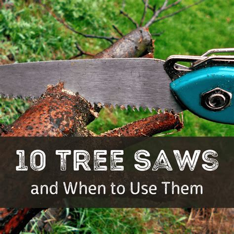 The Best Tree Saws For Every Backyard And Garden Task Dengarden