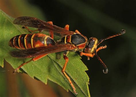 Common Wasps In Texas With Pictures