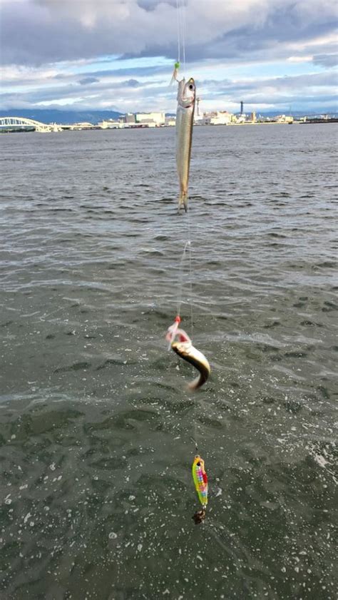 コスモでショアジギリハビリ 大阪府 大阪南港 サビキ サバ 陸っぱり 釣り・魚釣り 釣果情報サイト カンパリ