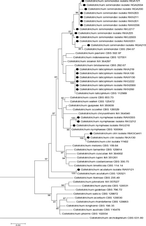 Phylogenetic Tree Generated From Maximum Likelihood Analysis Of The