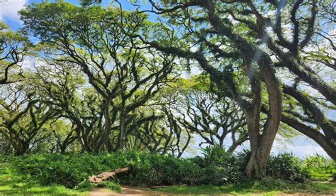 Wisata Hutan De Djawatan Destinasi Magis Di Banyuwangi Dijuluki Hutan