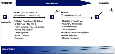 Schematic Description Of The Two Main Phases Of Drug Metabolism In