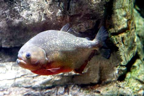 Red-bellied Piranha – "OCEAN TREASURES" Memorial Library