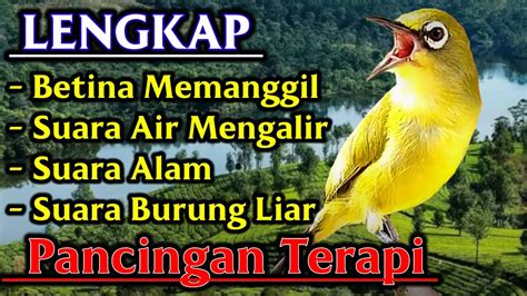 Pleci BETINA Memanggil Suara ALAM Air Mengalir Dan Burung LIAR Buat