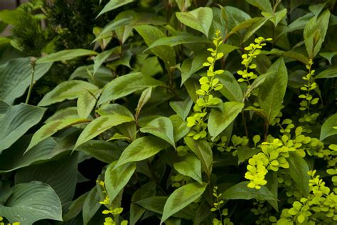 Persicaria Scott Weber Flickr